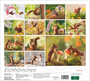 times&more Eichhörnchen Bildkalender 2026