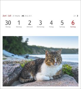 Katzen Postkartenkalender 2025