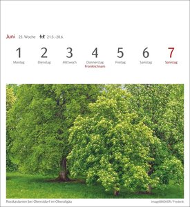 Bäume Postkartenkalender 2026