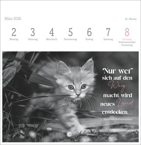 Katzen Weisheiten Premium-Postkartenkalender 2026