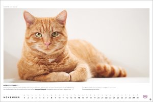Whiskas Katzenkalender 2026