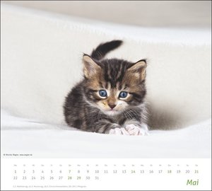Katzen Bildkalender 2023. Süße Samtpfoten im großen Wandkalender 2023. Kalender für Katzenfans - jeden Monat ein Hingucker. Hochwertiger Fotokalender im Großformat.