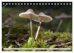 Pilze vor der Makrolinse 2024 (Tischkalender 2024 DIN A5 quer), CALVENDO Monatskalender