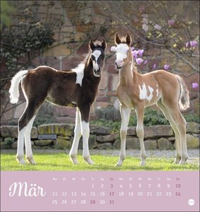 Kuschelfohlen Postkartenkalender 2024. Ein kleiner Kalender voll unbeholfener Fohlen zum Dahinschmelzen. Postkarten-Tischkalender, der die Herzen von Pferde-Freunden höher schlagen lässt.
