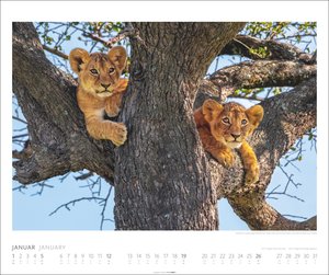 African Wildlife Kalender 2025