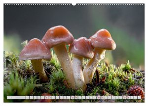 Pilze vor der Makrolinse 2024 (Wandkalender 2024 DIN A2 quer), CALVENDO Monatskalender