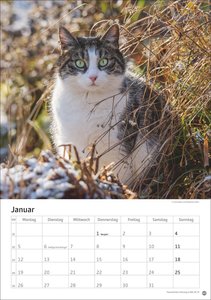 Katzen Kalender 2026