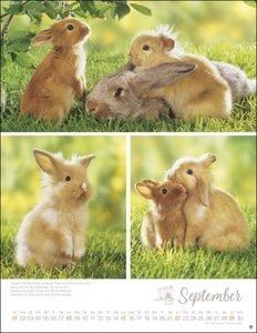 Kaninchenkinder Posterkalender 2024 von Monika Wegler. Ein bezaubernder Tierkalender mit süßen Fotos. Dekorativer Kalender für Tierfreunde. Hochformat 34 x 44 cm.