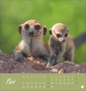 Erdmännchen Postkartenkalender 2026