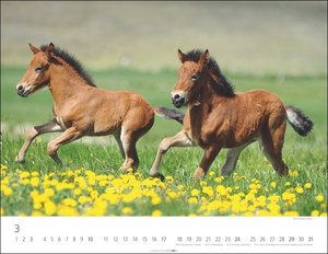 Islandpferde Kalender 2024. Fotokalender mit Porträts der charaktervollen Pferderasse. Großer Wandkalender von Sabine Stuewer. 44x34 cm Querformat