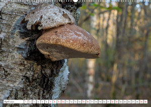 Pilze in den Herbstwäldern (Premium, hochwertiger DIN A2 Wandkalender 2023, Kunstdruck in Hochglanz)