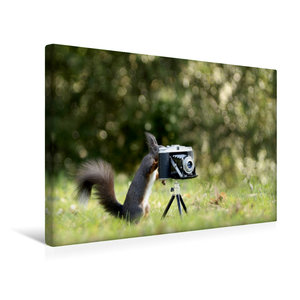 Premium Textil-Leinwand 45 cm x 30 cm quer Eichhörnchen entdeckt die Liebe zur Fotografie.