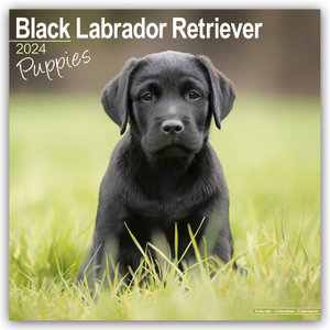 Black Labrador Puppies - Schwarze Labradorwelpen 2024 - 16-Monatskalender
