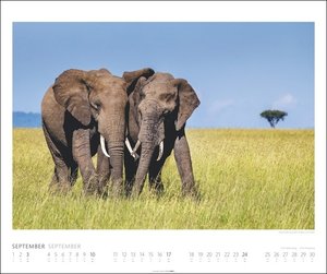 Elefanten Kalender 2023. Die sanften Riesen Afrikas, porträtiert in einem großen Wandkalender. Hochwertiger Fotokalender voll beeindruckender Tieraufnahmen.
