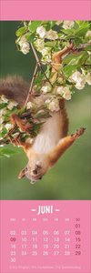 Eichhörnchen Lesezeichen & Kalender 2025