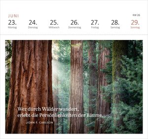 Postkartenkalender Wald und wunderbar 2025