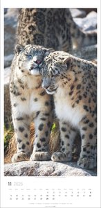 Big Cats Kalender 2026
