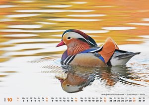 faszinierende Vogelwelt/ Wandkalender 2023