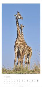 Giraffen Kalender 2024 XL Hochformat. Die beliebten Tiere in einem länglichen Kalender porträtiert. Wandkalender für Tierfreunde. Großformat 33x68 cm