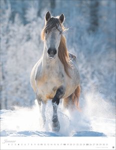 Pferde Classics Posterkalender 2026