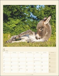 Esel Kalender 2024. Jahres-Wandkalender 2024 mit Fotos von Jean-Louis Klein und Marie-Luce Hubert. Tierkalender mit süßen Eselfotos. Planer mit Platz zum Eintragen. Hochformat 30x39 cm