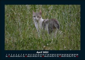 Tierkalender 2023 Fotokalender DIN A5