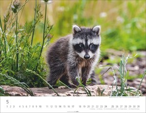 Heimische Wildtiere 2026