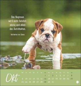 Never give up! Postkartenkalender 2023. Süße Tiere in einem Postkarten-Fotokalender mit motivierenden Botschaften. Kleiner Kalender zum Aufstellen und Aufhängen.