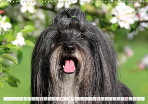 Tibet Terrier Theo