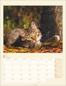 Katzen auf dem Lande Kalender 2025