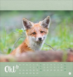 Vadim Trunov: Märchenhaftes Waldleben Postkartenkalender 2026