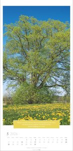 Wunderwelt der Bäume Kalender 2026