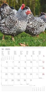 Alpha Edition - Hühner 2025 Broschürenkalender, 30x30cm, Kalender mit hochwertigen Hühner-Bildern, Mondphasen, Notizmöglichkeiten, Ferientermine DE/AT/CH und internationales Kalendarium