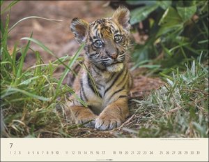 Tiger Kalender 2022