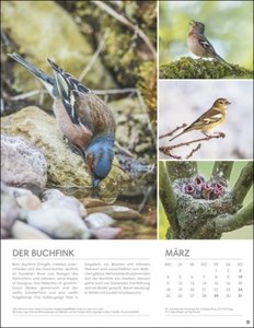 Vögel in unseren Gärten Posterkalender 2024. Viele Fotos und informative Texte zu 12 Vogelarten in einem faszinierenden Wandkalender. Dekorativer Kalender mit Mehrwert für Tierfreunde.