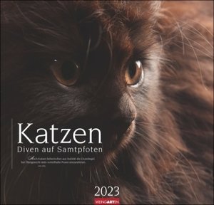 Katzen - Diven auf Samtpfoten Kalender 2023