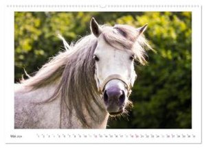 Der Pferdekalender (hochwertiger Premium Wandkalender 2024 DIN A2 quer), Kunstdruck in Hochglanz