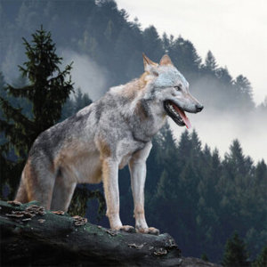Wolves/Wölfe 2023