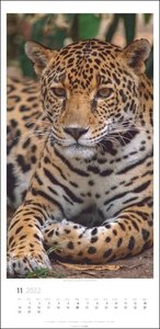 Big Cats Kalender 2022