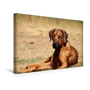 Premium Textil-Leinwand 45 cm x 30 cm quer Ein Motiv aus dem Kalender Ridgebacks - Hunde aus Afrika