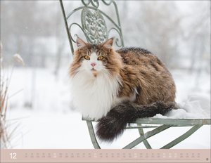 Monika Wegler: Katzenkalender 2026