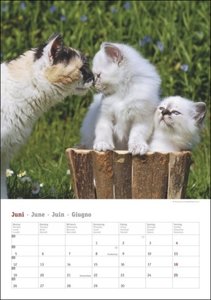 Katzen Kalender 2023. Die beliebten Samtpfoten in einem Wandkalender 2023 zum Eintragen. Dekorativer Kalender mit viel Raum für Termine und Organisatorisches.