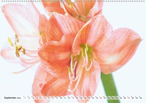 Amaryllis-Blüten (Premium-Kalender 2020 DIN A2 quer)