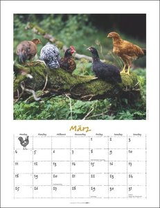 Der Hühner-Kalender 2024. Wandkalender 2024 mit Hühnerfotos des bekannten Naturfotografen Wolf-Dietmar Unterweger. Tier-Kalender 2024 mit idyllischem Bauernhofflair.