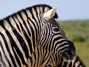 CALVENDO Puzzle Zebraporträt in Afrika 1000 Teile Puzzle quer