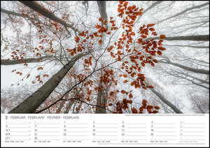 Malerische Wälder 2023 - Wand-Kalender - 42x29,7 - Wald - Natur