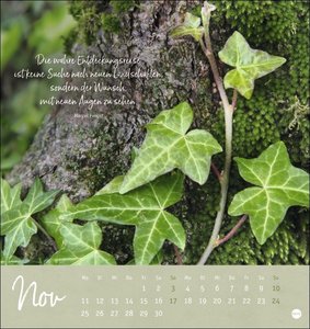 Unser Wald Postkartenkalender 2024. Beeindruckende Detailfotos in einem Monats-Tischkalender zum Aufstellen und Aufhängen. Kleiner Kalender mit hochwertigen Aufnahmen.