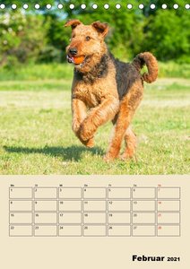 Airedale Terrier - Temperament auf 4 Pfoten (Tischkalender 2021 DIN A5 hoch)