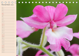 Zauberhafte Calanthen (Tischkalender 2022 DIN A5 quer)