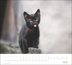tm Katzen Bildkalender 2024. Süße Samtpfoten im Wandkalender 2024. Kalender für Katzenfans - jeden Monat ein Hingucker. Hochwertiger Fotokalender im Format 30 x 27 cm.